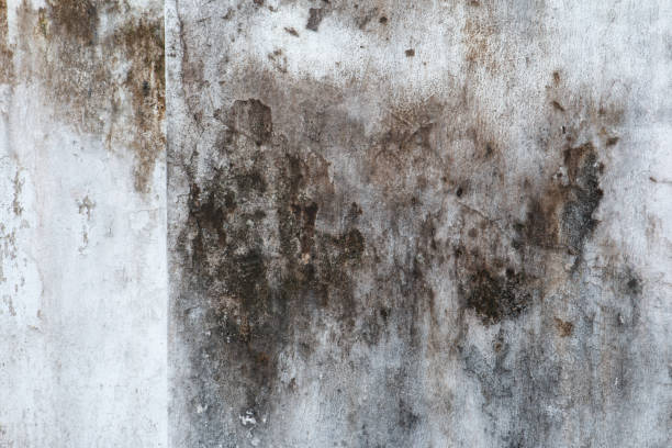 Best Residential Mold Inspection & Testing  in Charlack, MO