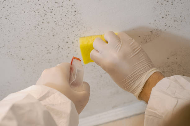 Best Biohazard Mold Removal  in Charlack, MO
