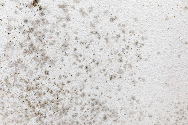 Mold Odor Removal Services in Charlack, MO